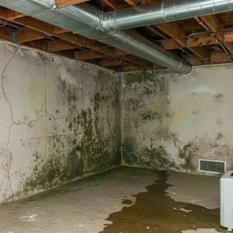 Professional Mold Removal in Schuyler, NE